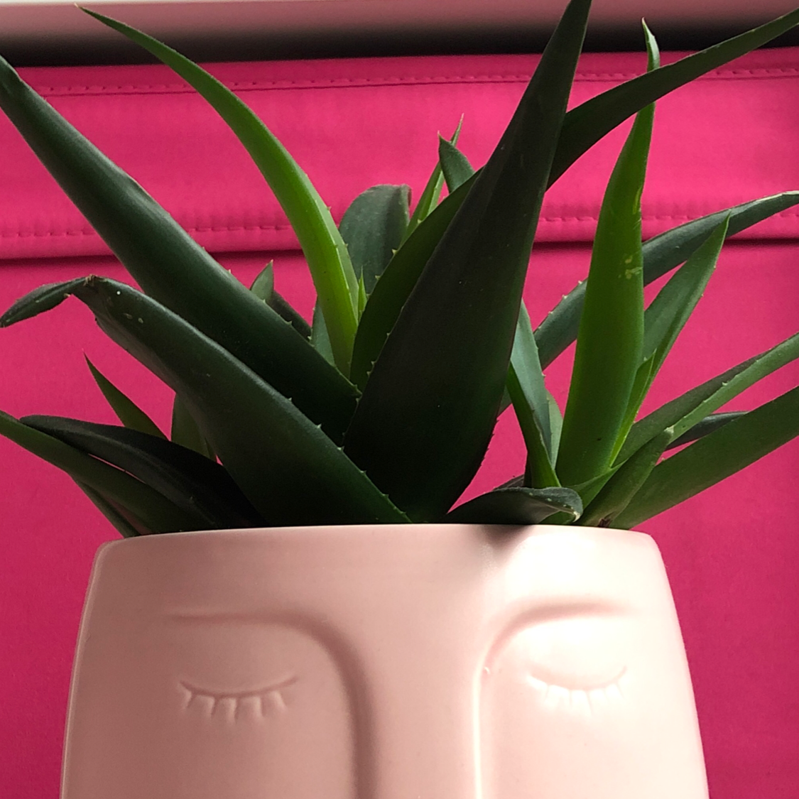 Aloe vera plant photo by @lanimya named china on Greg, the plant care app.