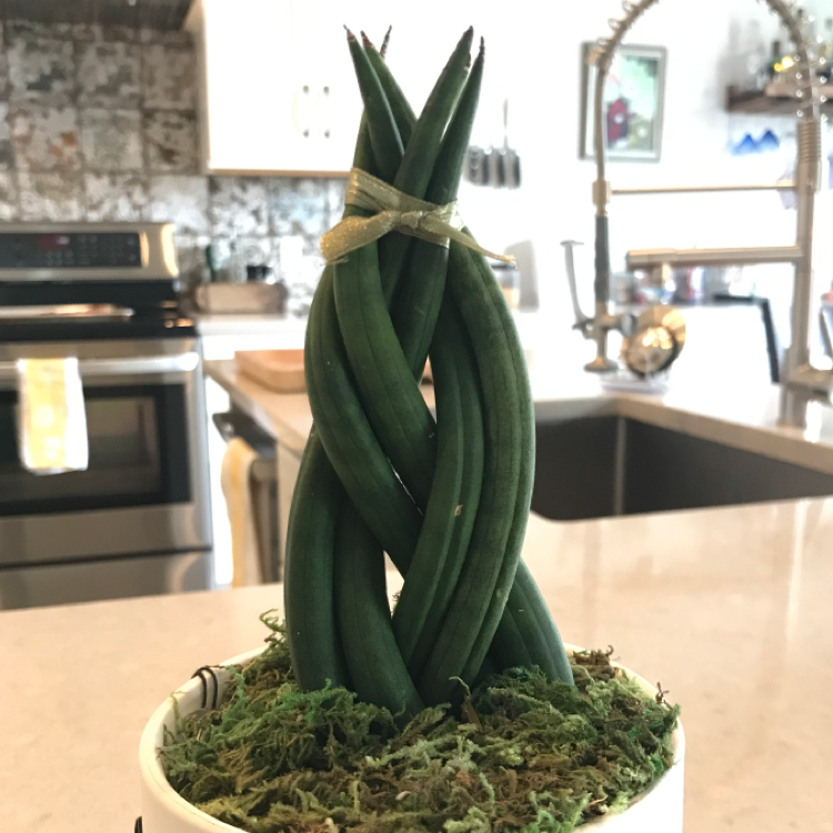 Cylindrical Snake Plant plant photo by @Abeoasis named Opal on Greg, the plant care app.