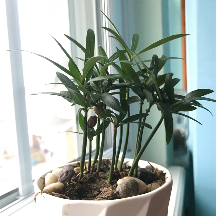 Podocarpus plant in a white pot near a window with visible soil and decorative stones.