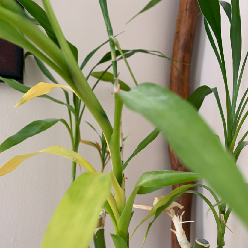 Lucky Bamboo plant photo by Victoria named ?? on Greg, the plant care app.