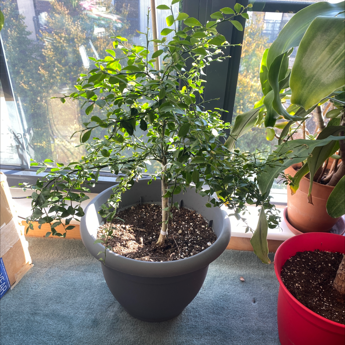 Potted Australian Finger Lime plant with healthy green leaves, visible soil, and well-framed.