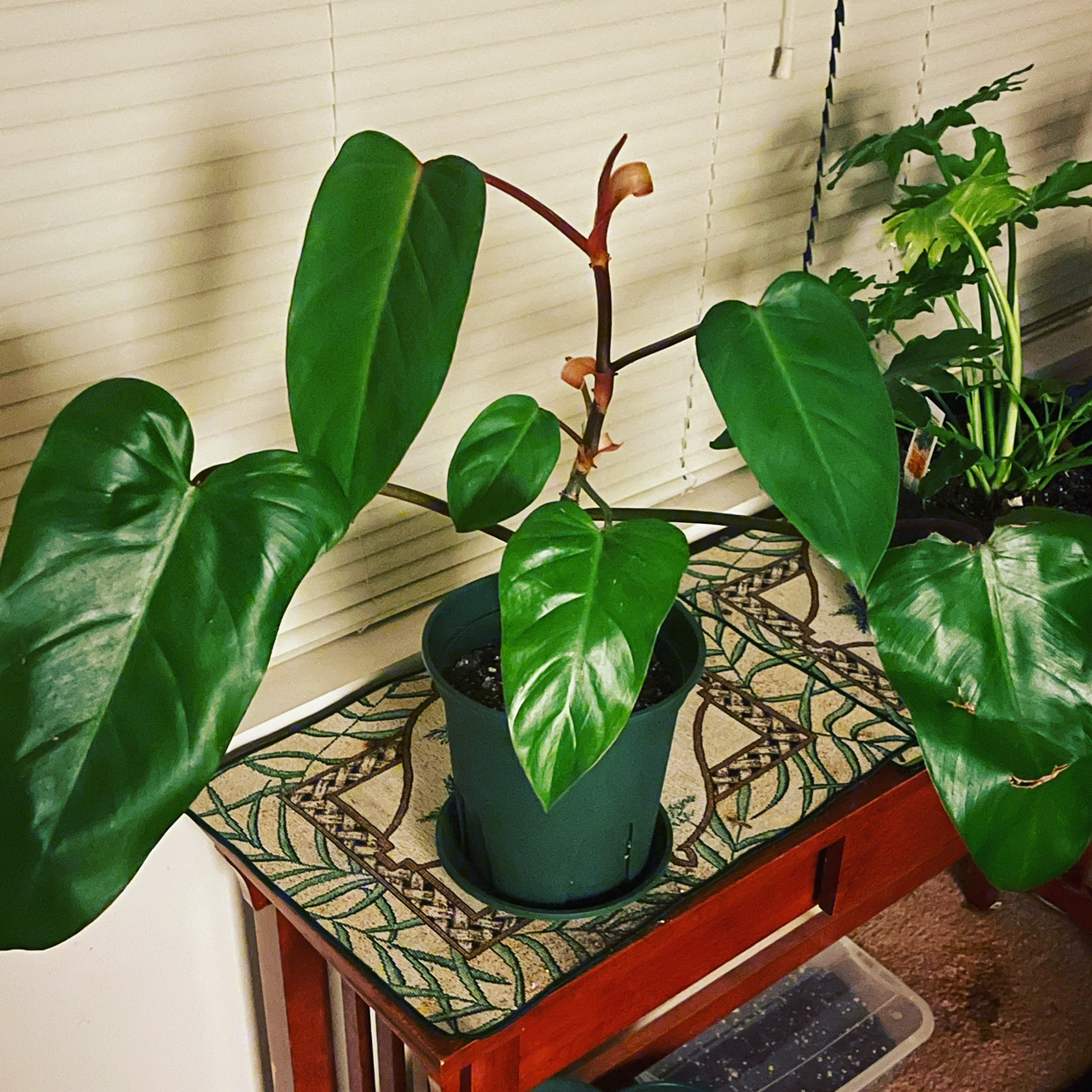 Healthy blushing philodendron plant with large green heart-shaped leaves growing in a black ceramic pot on a decorative tile stand.