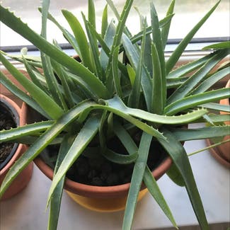 Aloe Vera plant in Stockholm, Stockholms län