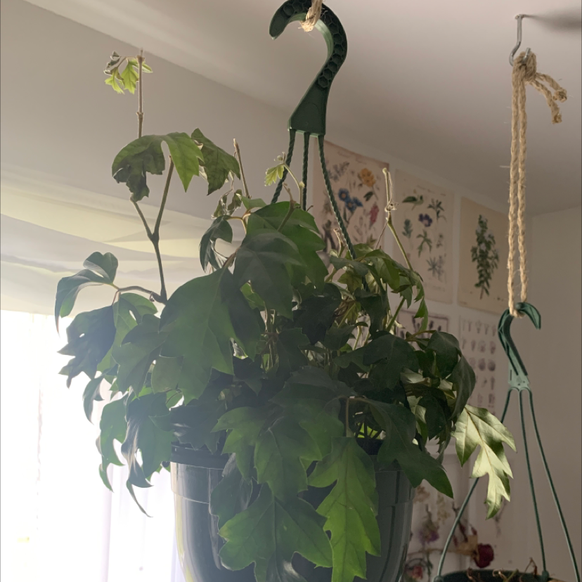 A healthy, lush Grape Ivy plant with glossy deep green leaves in a hanging planter, alongside a small flowering orchid plant.