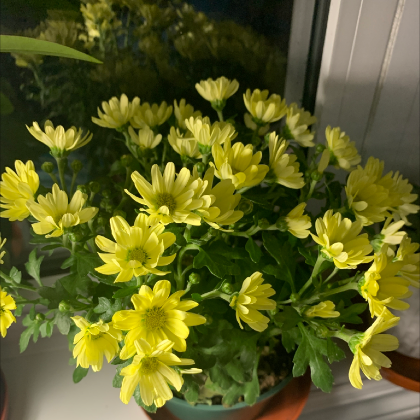 A healthy Feverfew plant with numerous yellow flowers in a pot.