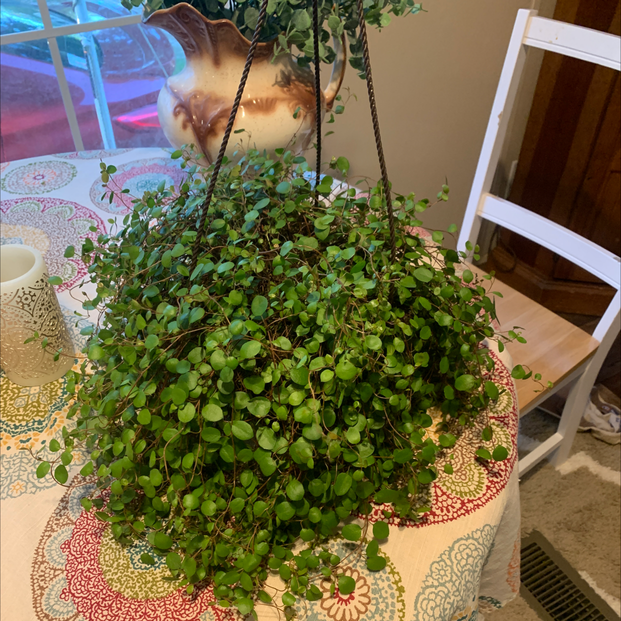 Healthy Sprawling Wirevine plant in a hanging basket with dense green foliage.