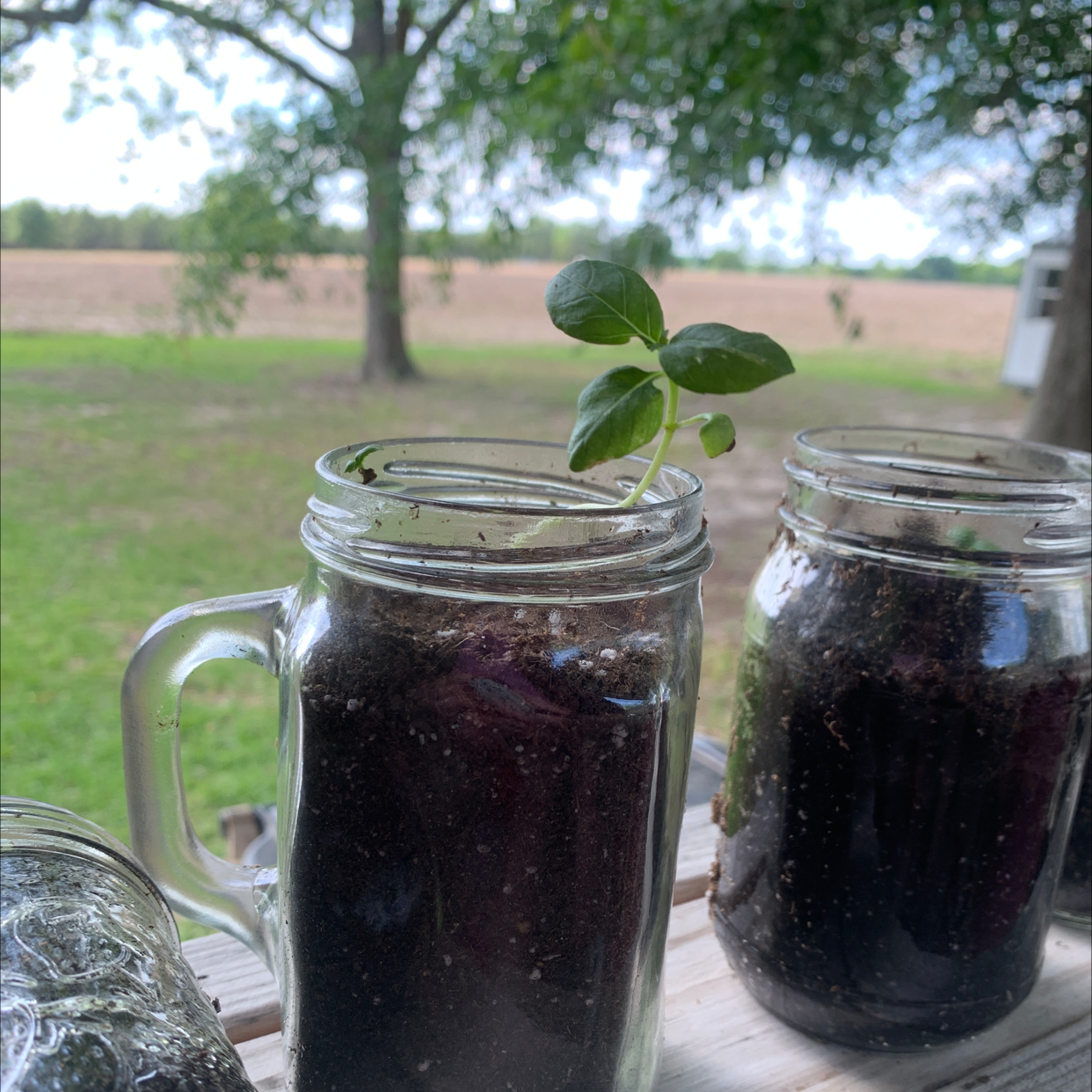Two healthy young oregano plants growing in glass jars filled with dark soil, sitting outdoors on a wooden surface.