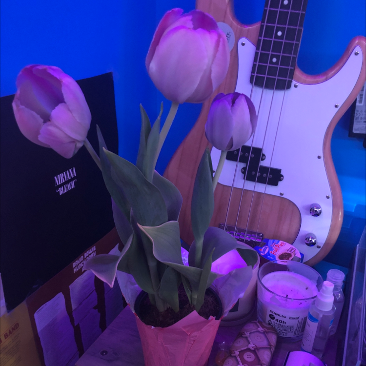 Potted Garden Tulip with several flowers, placed indoors on a surface with various objects.