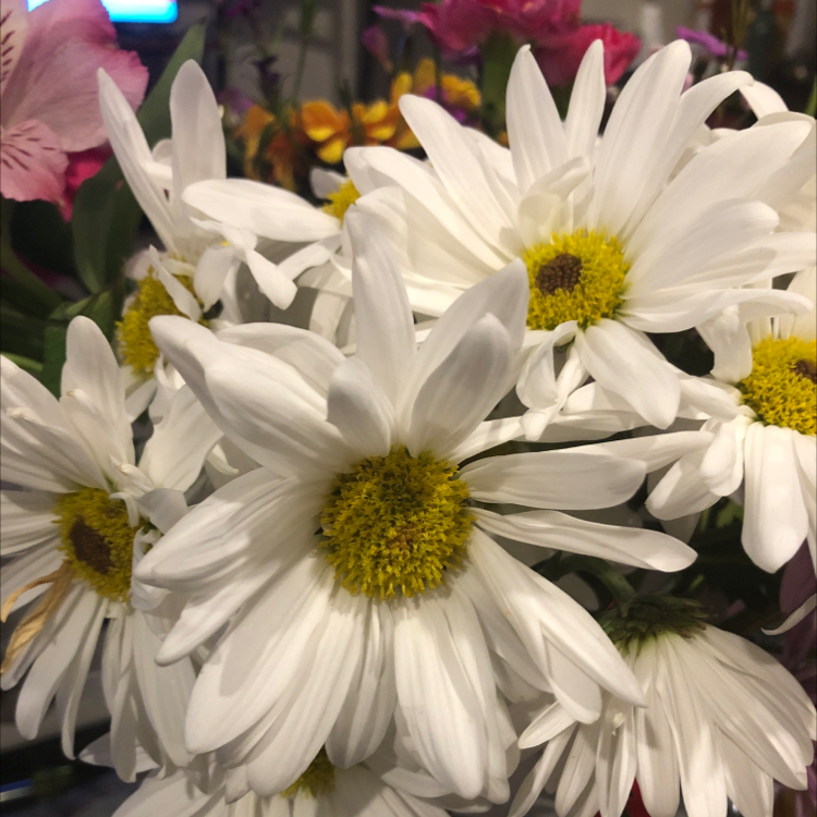 Cluster of healthy Ox-Eye Daisy flowers with white petals and yellow centers.