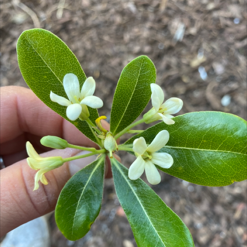 Close-up of a Japanese Cheesewood plant with green leaves and white flowers, held by a hand.