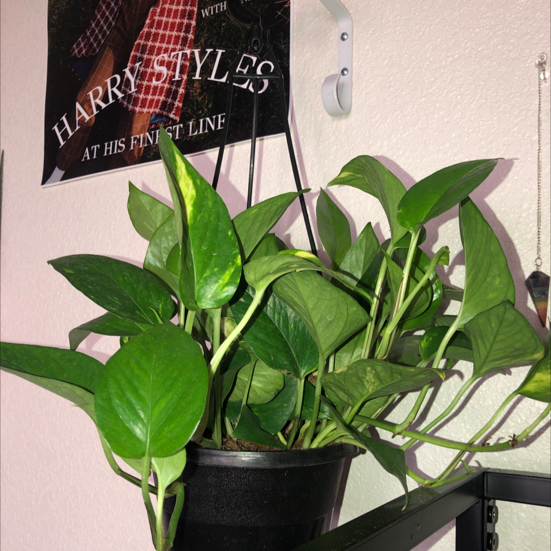 Taro Vine plant photo by @harryspillowhands named Planty on Greg, the plant care app.