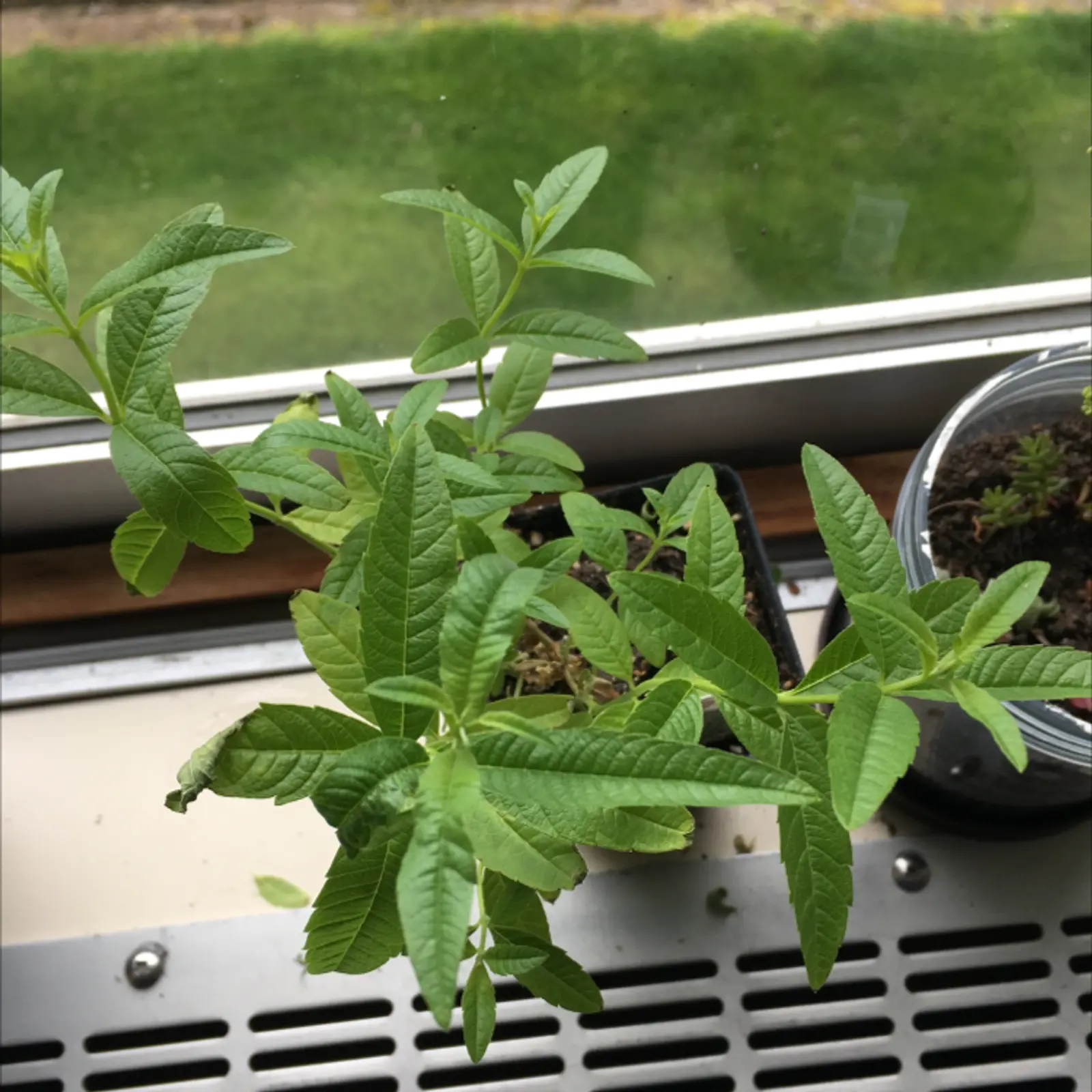 Lemon verbena plant on a windowsill with healthy green leaves.