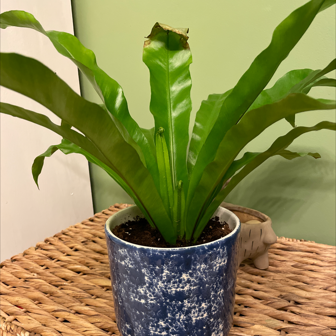 Bird's Nest Fern plant photo by @Brisoasis named Fern on Greg, the plant care app.
