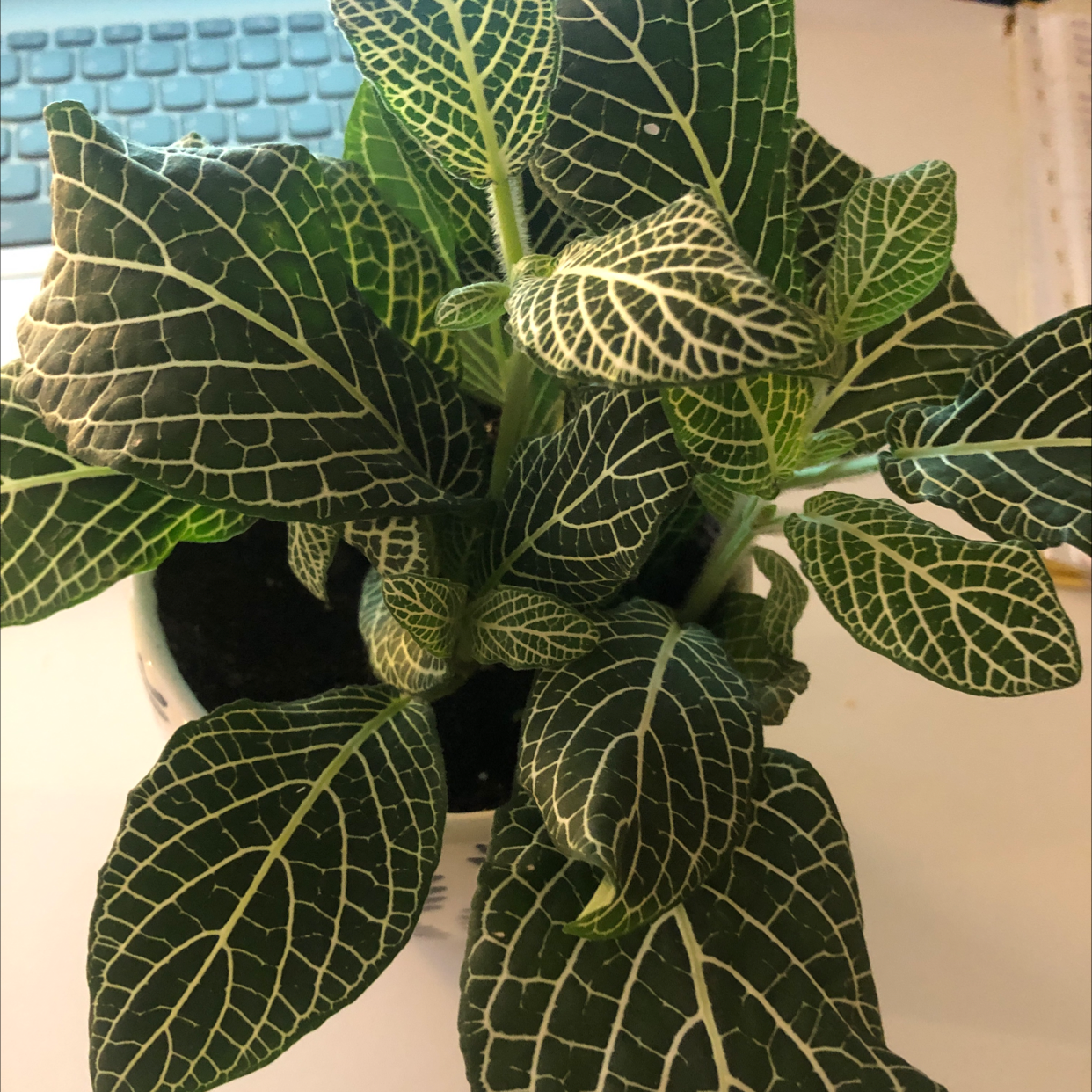 Nerve Plant plant photo by @Brisoasis named Gertie on Greg, the plant care app.
