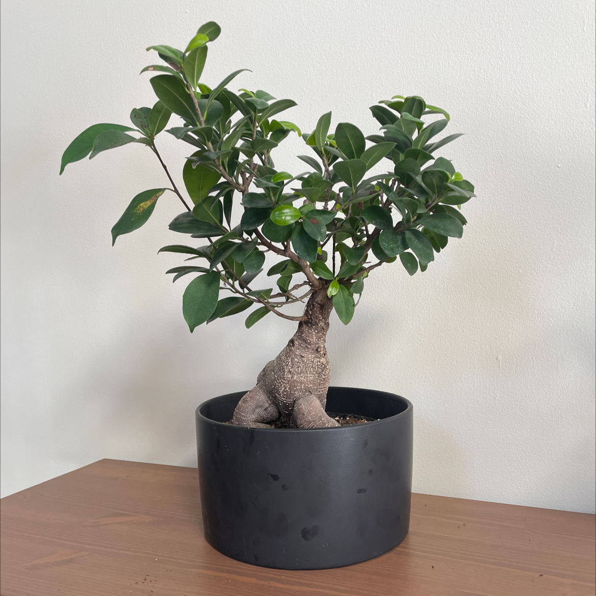 Photo of the plant species Ficus Ginseng by @joshzheng named Your plant on Greg, the plant care app