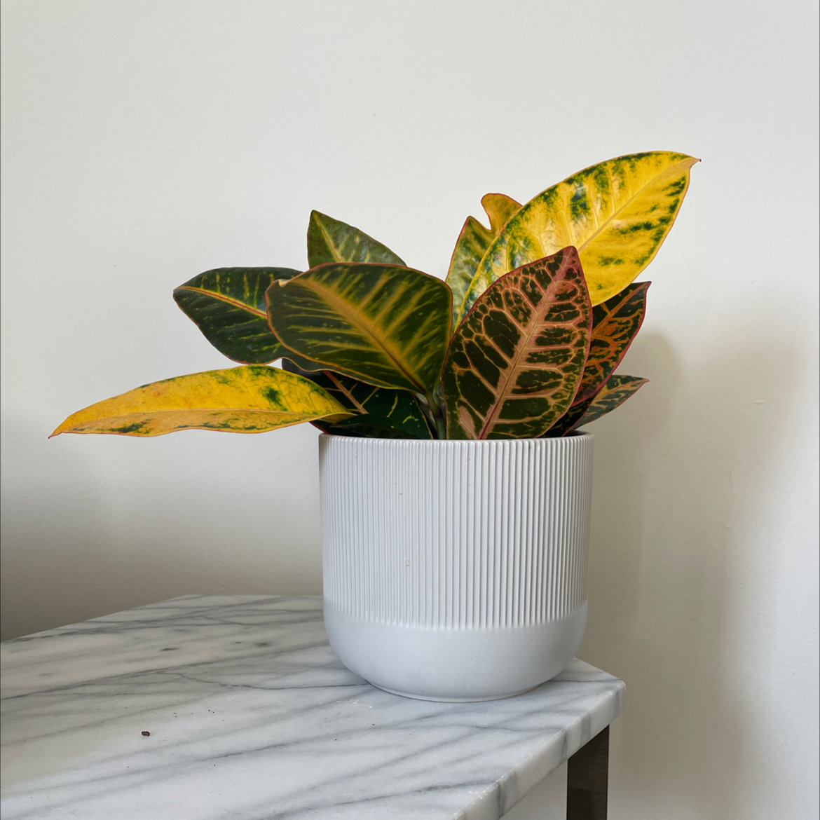 Photo of the plant species Gold Dust Croton by @joshzheng named Your plant on Greg, the plant care app