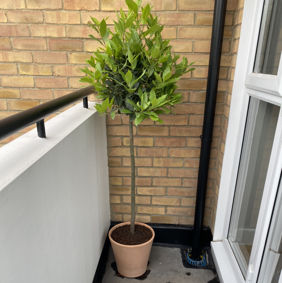 Potted Bay Laurel plant on a balcony with green leaves and no visible signs of disease.