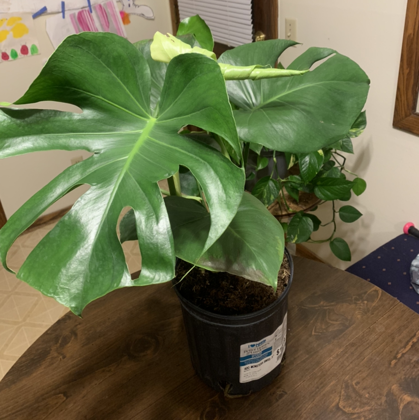 Monstera plant photo by Rebecca named Monstera delicioso on Greg, the plant care app.
