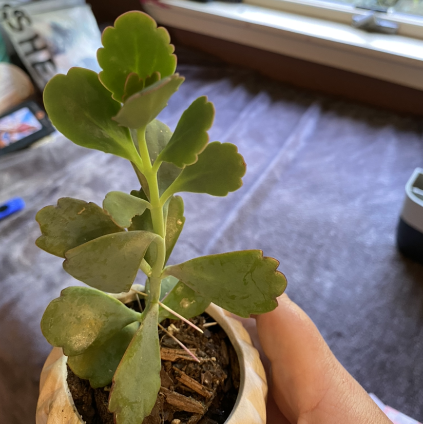 A hand holds a healthy showy stonecrop succulent plant with thick green leaves growing in a rosette, planted in a small plastic pot.