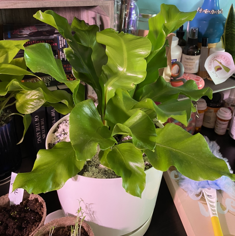 Japanese Bird's Nest Fern in a white pot with vibrant green leaves, surrounded by household items.