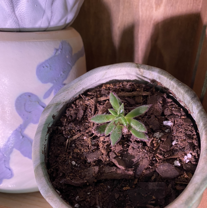 Small Sedeveria 'Letizia' succulent in a pot with visible soil, early growth stage.