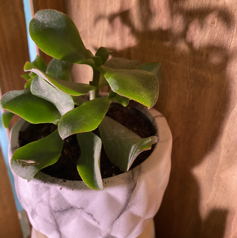 Ripple Jade plant in a white pot with visible soil, well-framed and healthy.