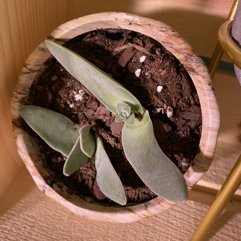 Potted plant with thick, elongated leaves and visible soil.