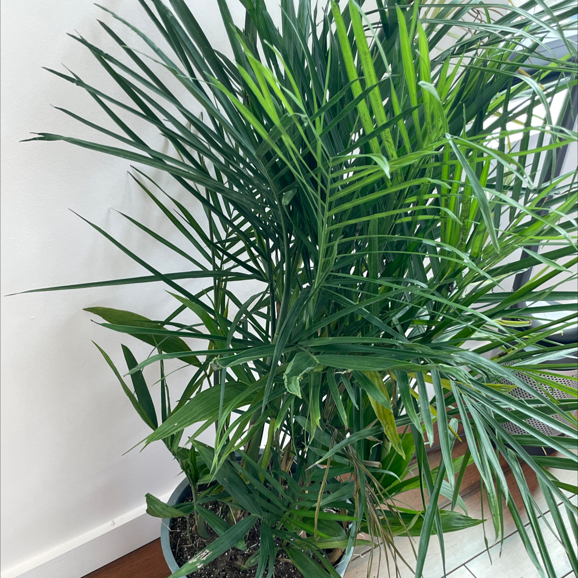 Bamboo Palm plant indoors in a pot with visible soil. Some leaves show slight yellowing and browning.