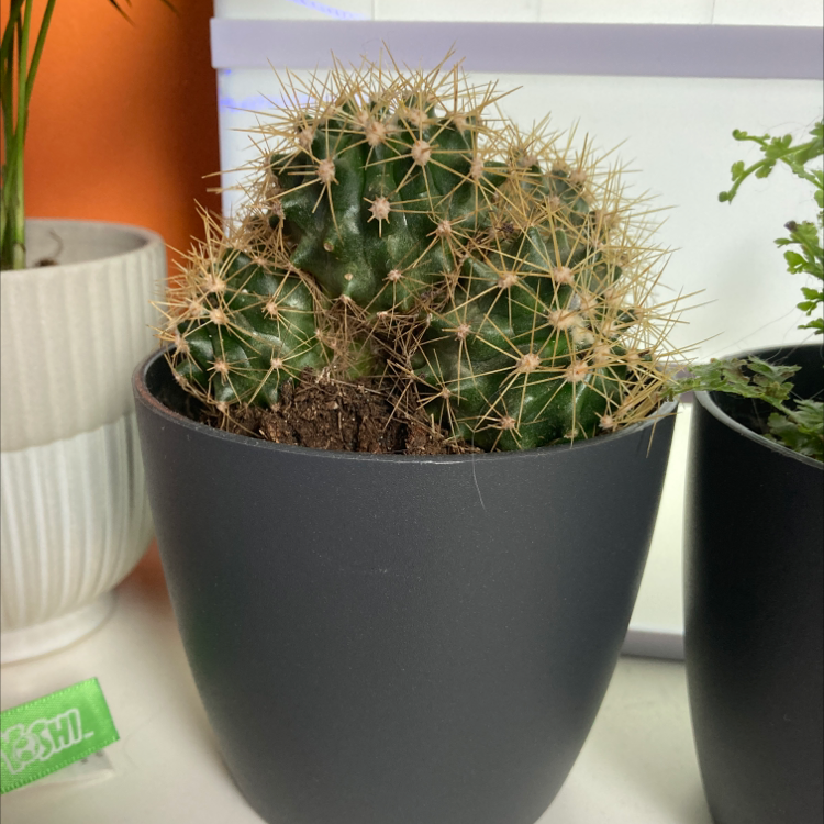 Missouri Foxtail Cactus in a black pot, healthy with visible soil.