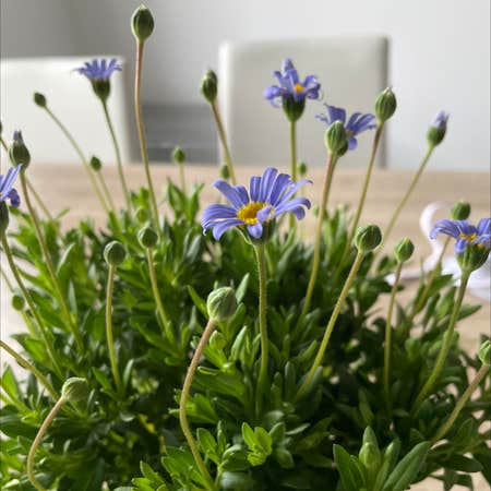 Photo of the plant species blue daisy bush by @kiyabo_ named felicia on Greg, the plant care app