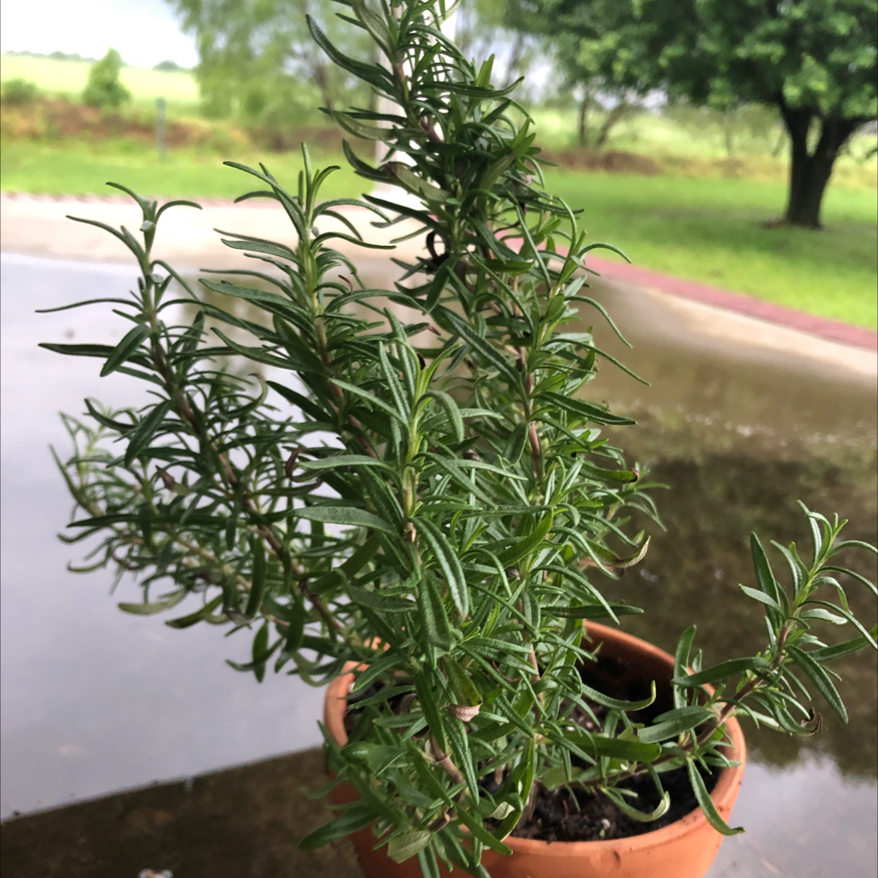 Rosemary plant photo by @lavendersween named Toad on Greg, the plant care app.