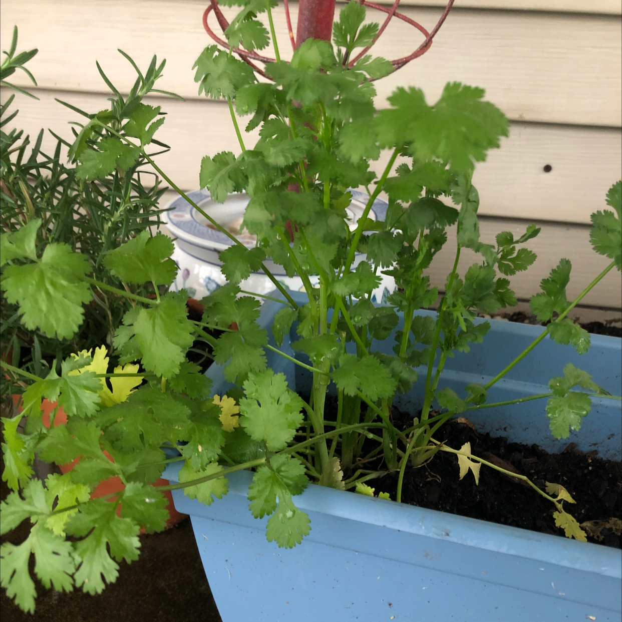 Coriander plant photo by @lavendersween named Sweetpea on Greg, the plant care app.