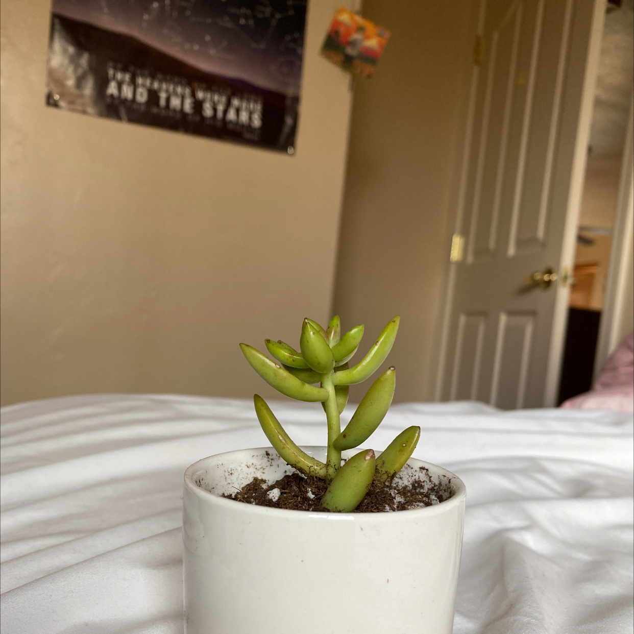 Sedum adolphi 'Golden Glow' plant in a white pot on a bed, with a poster and door in the background.