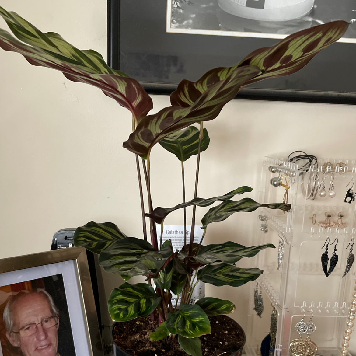 Cathedral Windows plant photo by @sophiatallboyy named Aphrodite on Greg, the plant care app.