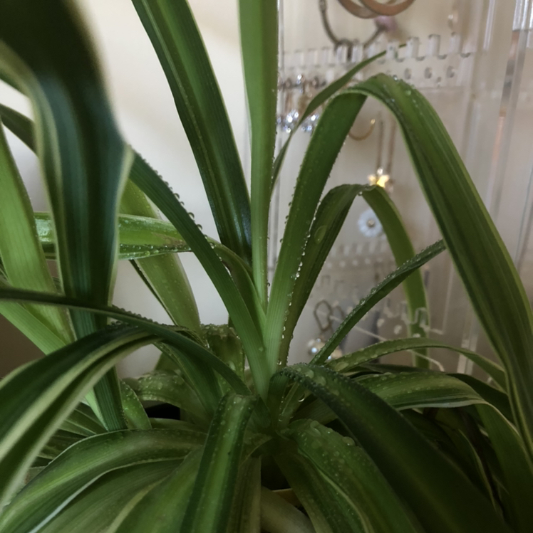 Spider Plant plant photo by @sophiatallboyy named Peter on Greg, the plant care app.