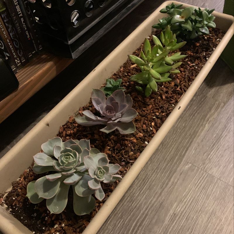 Plant care for No Clue on Greg, the plant care app