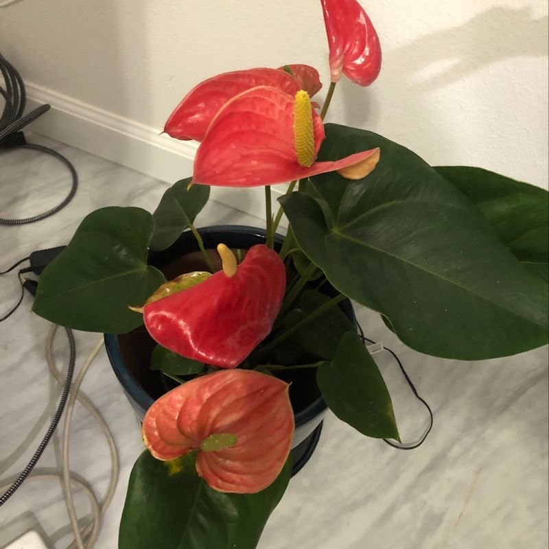 Close-up of a healthy, thriving Anthurium plant with glossy green leaves and vibrant red spathes surrounding small yellow flowers.