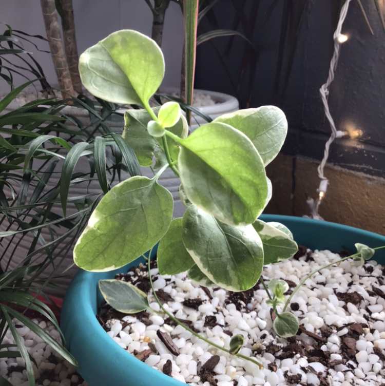 Healthy Greater Periwinkle plant with glossy variegated leaves in a turquoise pot with white pebbles, photographed indoors.