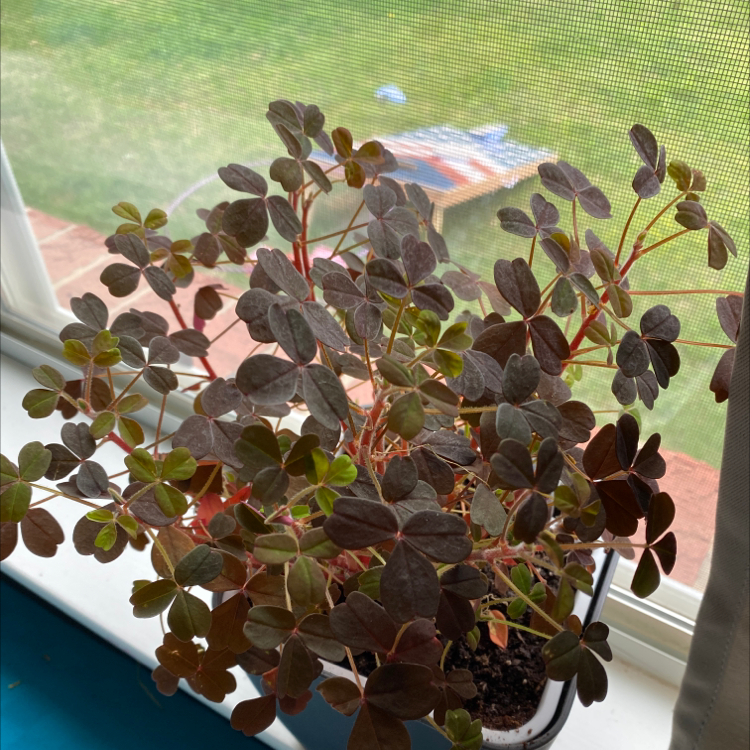 Creeping Woodsorrel plant with clover-like leaves near a window.