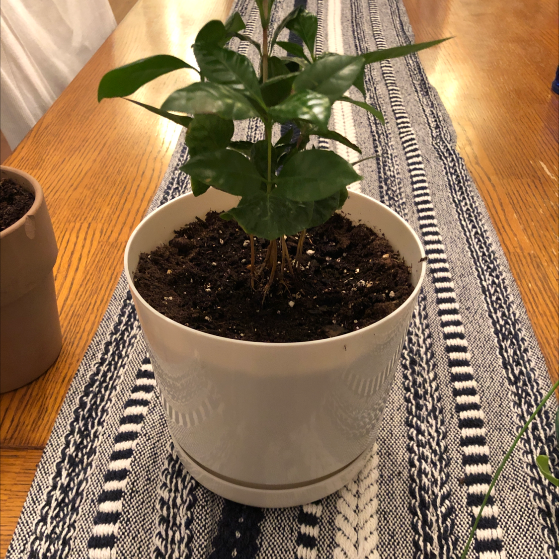 Healthy potted Arabian coffee plant with glossy dark green umbrella-shaped leaves on patterned textile.