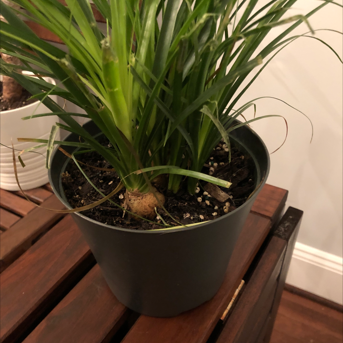 Healthy potted Ponytail Palm plant with long green leaves growing from a bulbous base, sitting on a wooden surface.