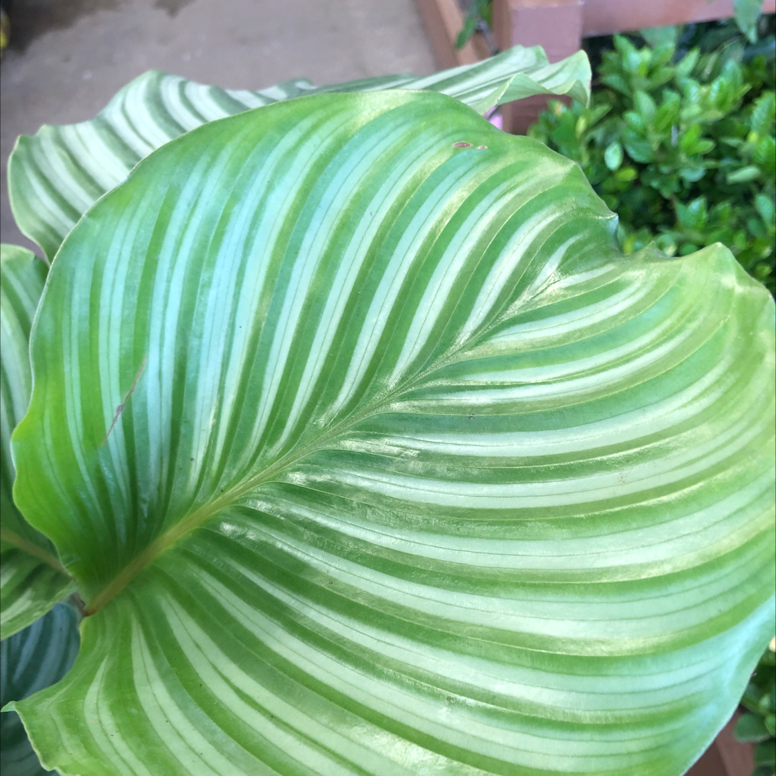 Close-up of a healthy Pinstripe Calathea leaf with distinctive striped pattern.
