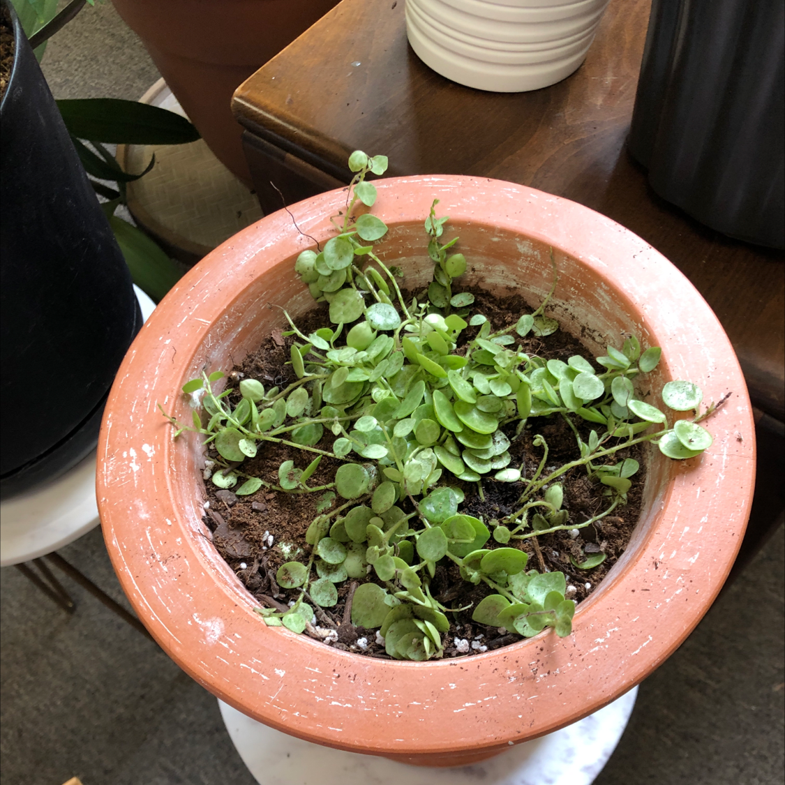 Healthy vining Peperomia plant with round green leaves growing in a terracotta pot, soil visible.