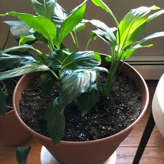 Peace Lily plant in Eagleville, Pennsylvania