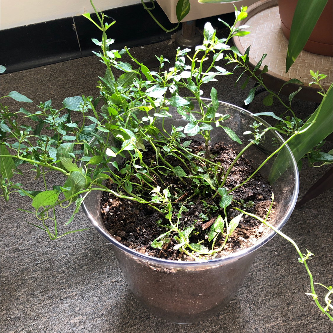 Peppermint plant in a transparent pot with visible soil and some yellowing and browning leaves.