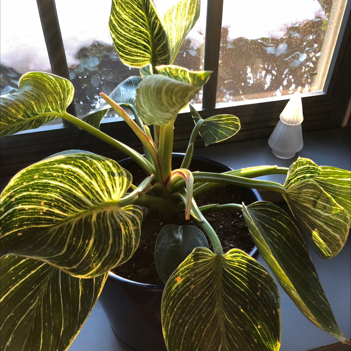 Philodendron Birkin plant near a window with variegated leaves and visible soil.