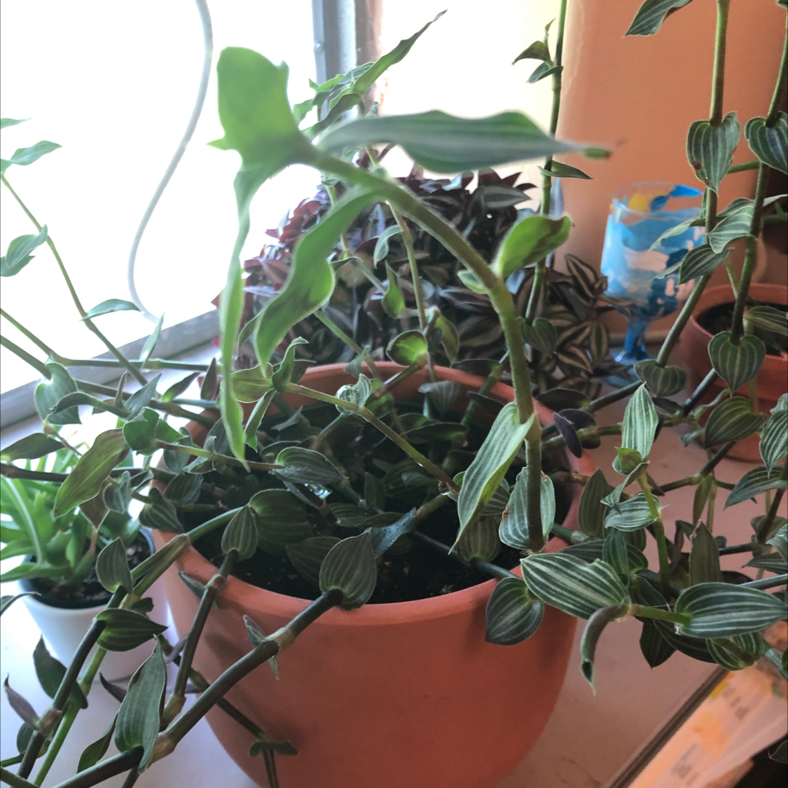Small-Leaf Spiderwort plant photo by Yulia named Your plant on Greg, the plant care app.