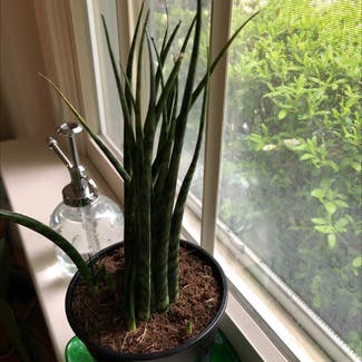 Cylindrical Snake Plant plant in Eagleville, Pennsylvania