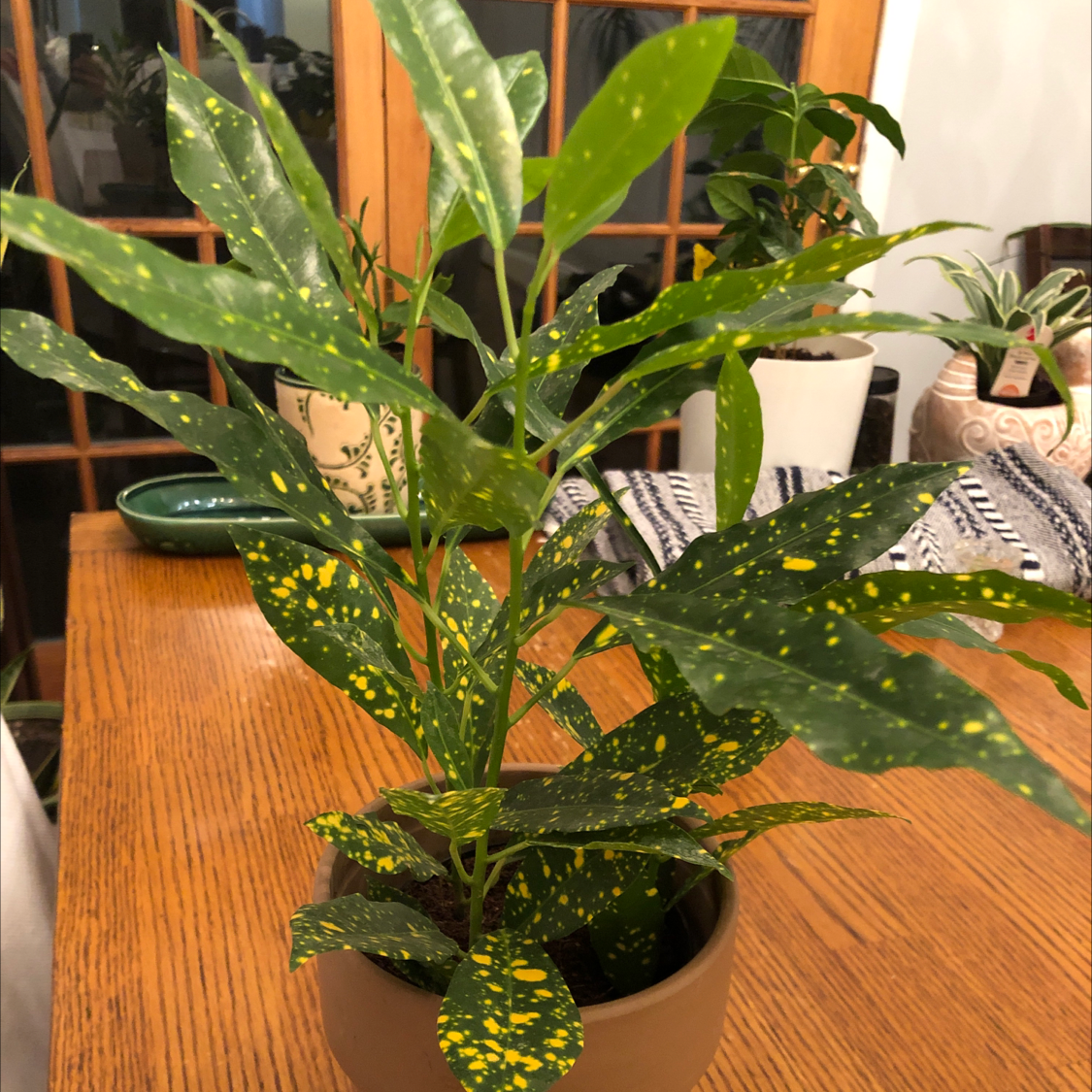 Croton Tamara is Toxic to Cats 🐈