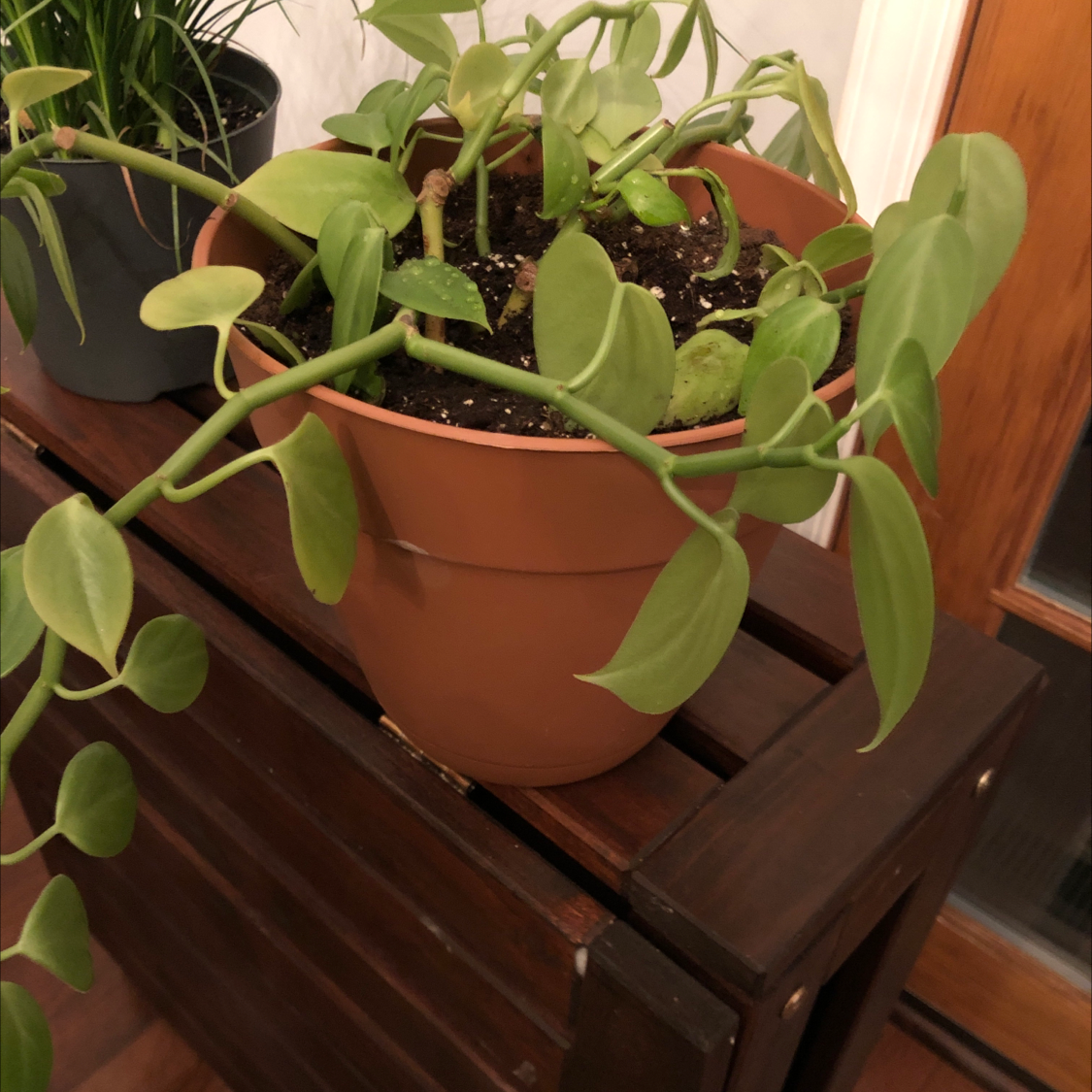 Healthy, thriving Vining Peperomia plant with lush green trailing foliage growing in a terracotta pot, no signs of disease or damage.